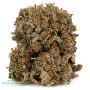 Buy GMO Garlic Cookies Online